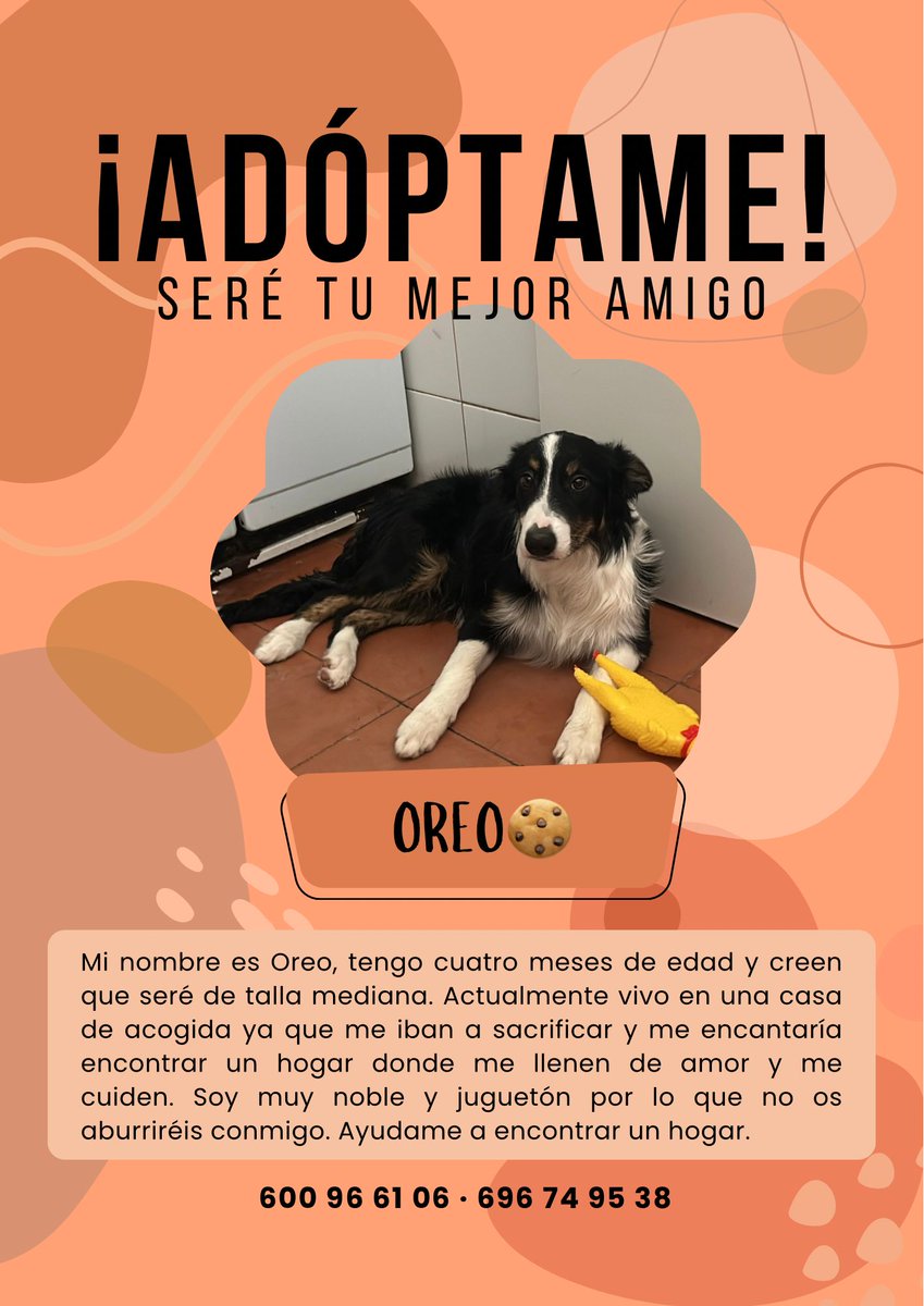 ArcadelTorcal's tweet photo. OREO EN ADOPCIÓN https://t.co/fqh11oIAoU