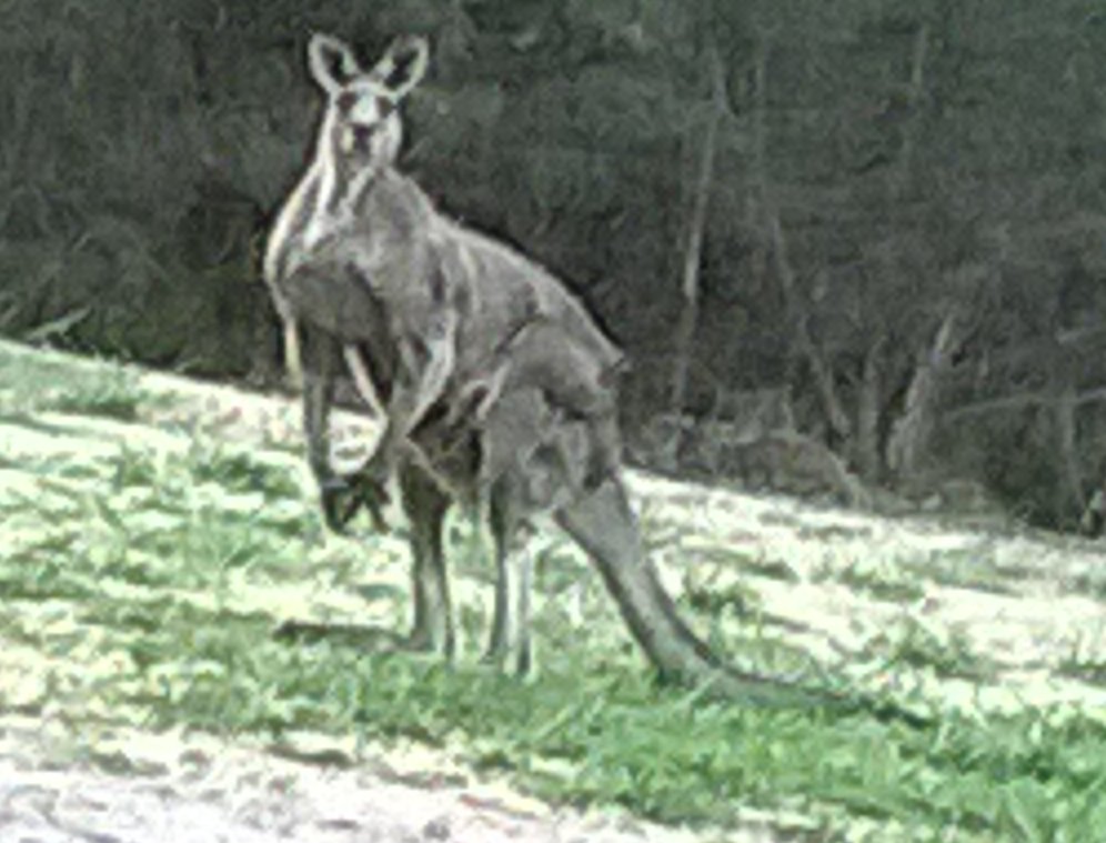 LeanAgilityFlow's tweet photo. @DebraNewsome142 @ahmedtweetts @Starlink My house property Kangaroo he's around 7 foot tall and scares the shit out of me especially at dusk, he sneaks up on me ! LOL 👁️👁️‍ https://t.co/NNvycFkefC