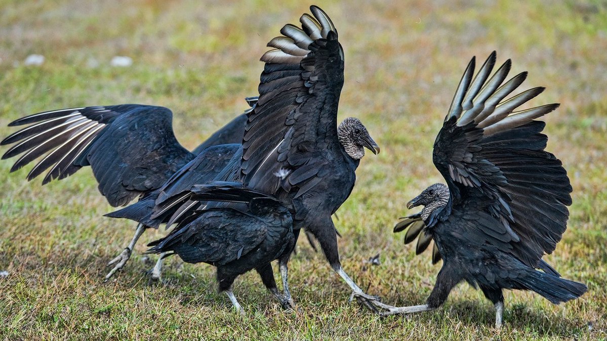 VulturePoster's tweet photo. I actually own 37 vultures and I send them out to target people that annoy me https://t.co/3swea5Eeet