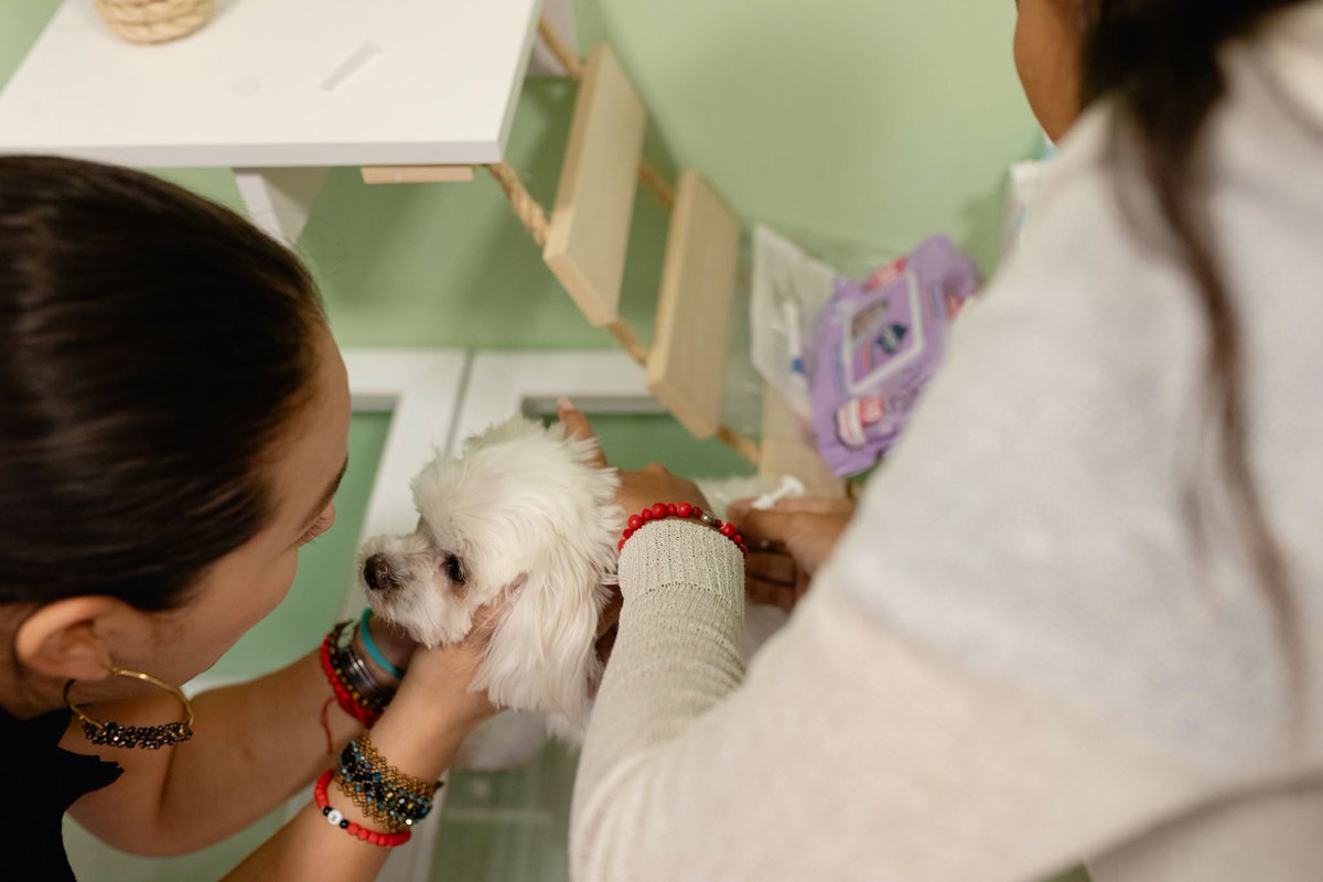MuniSamborondon's tweet photo. 🐾 Cuidar a nuestras mascotas también es protegerlas. Junto a City Pet realizamos una nueva jornada de microchip y desparasitación interna para perros y gatos de Samborondón. Pronto anunciaremos nuevas fechas. #Samborondón https://t.co/AXLHTfXdyg