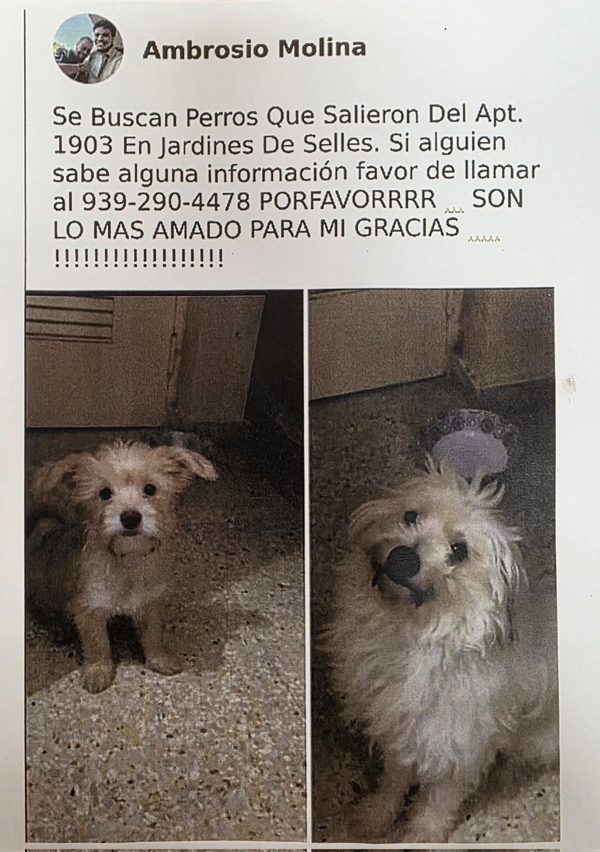 LillyVam's tweet photo. Chiquitina y Peluche andan perdidos en San Juan.
#PerrosPerdidos #PuertoRico https://t.co/ZygfRUo0Le