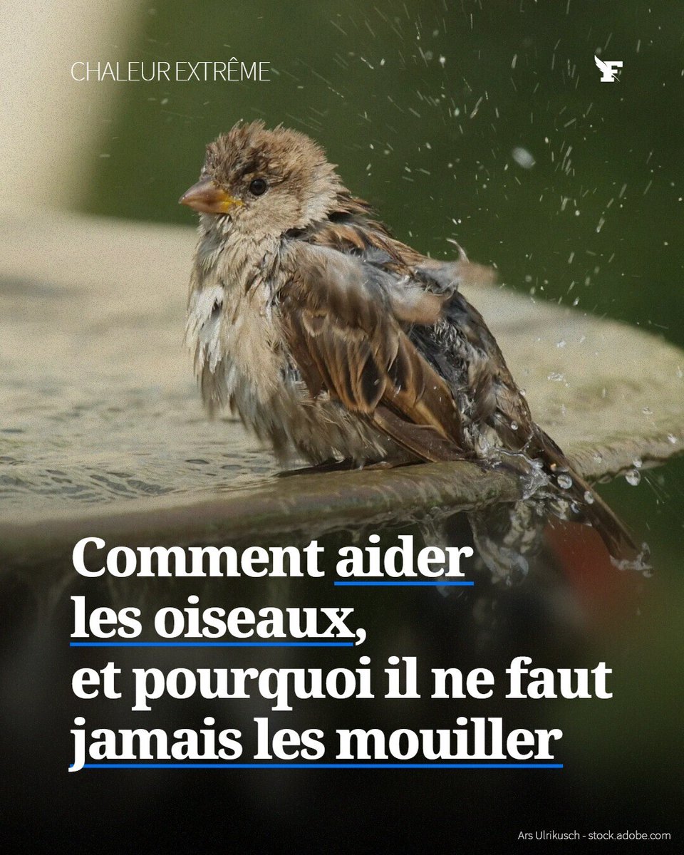 Le_Figaro's tweet photo. Comment aider les oiseaux ? → https://t.co/b5FreOMEgo https://t.co/4TRoBh54Bf
