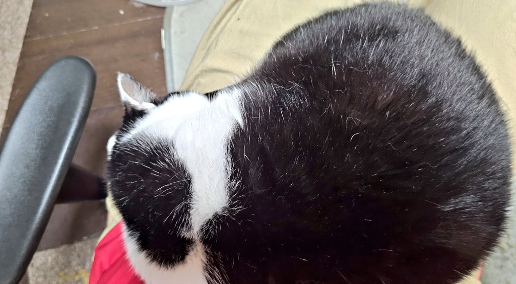 ryuki0083's tweet photo. おはようございます😊
私の膝の上で熟睡のレンくん😻
#猫 #猫のいる暮らし #ねこ https://t.co/ggGR6KYO2B
