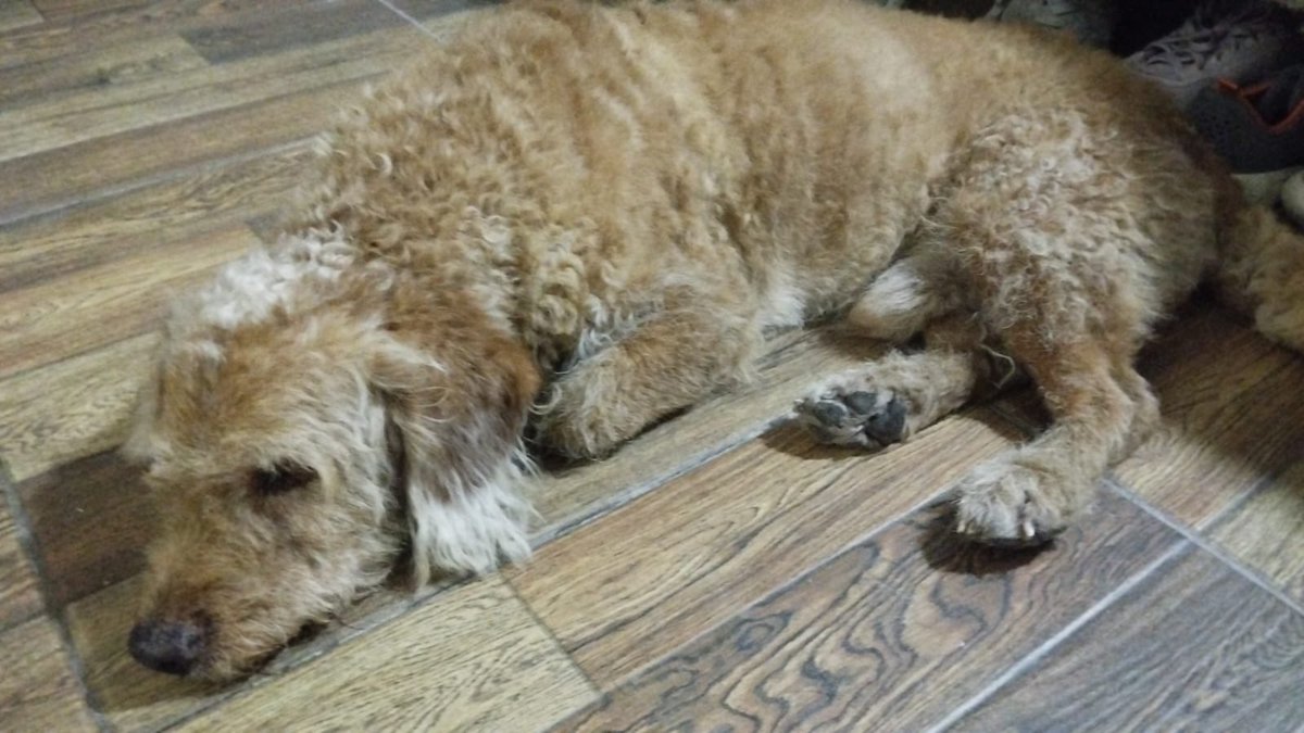 AlertaMePerdi's tweet photo. #ENCONTRADO #GUAYAQUIL
Fecha: 2026-07-07
Sector: Norte, alborada 3ra etapa
Sexo: Macho
Raza: Mestizo 
Observación: Pelo blanco en la punta de las orejas
Contacto: 0996575615
¡Ayúdalo a volver con su familia!
 #AlertaMePerdí https://t.co/FlWw9VeZcI
