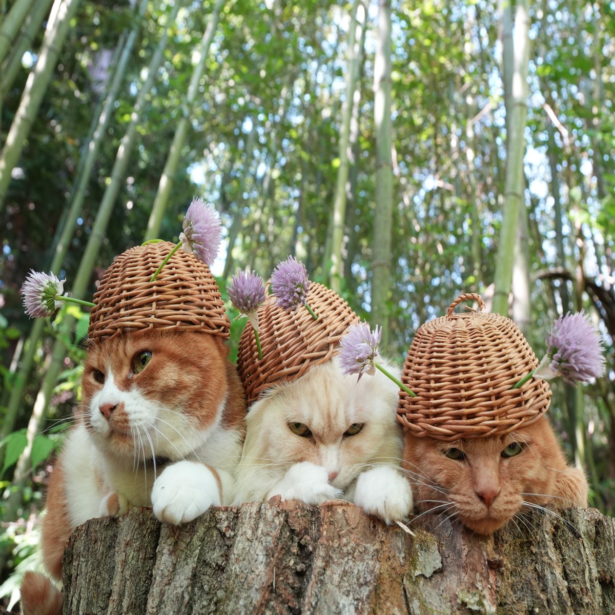 のせ猫