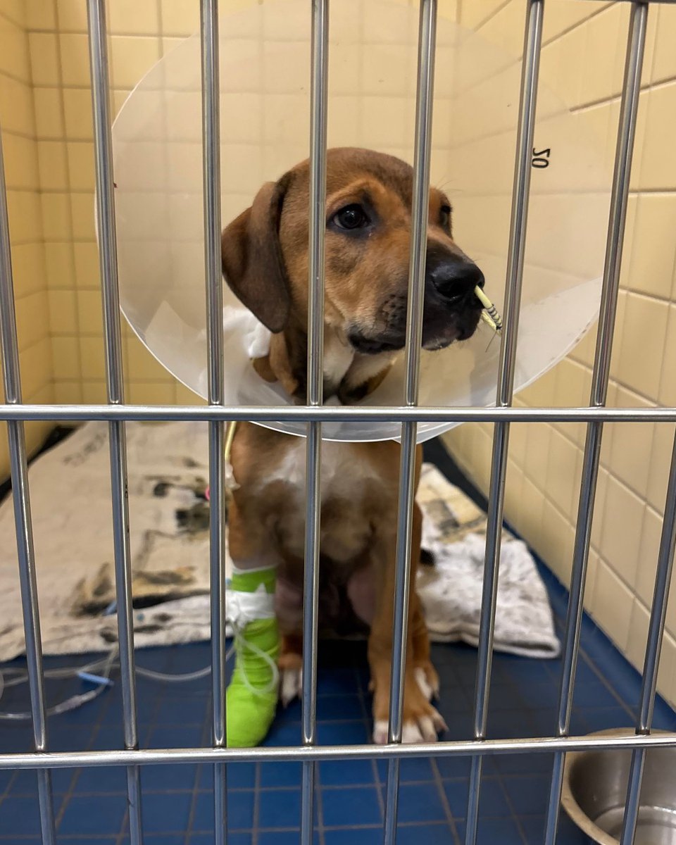 cityoftoronto's tweet photo. 🚨 Urgent foster home needed.

A 13 week old German Shepherd mix puppy is recovering from parvovirus, and he urgently needs a safe, pet-free home where he can continue healing. Could you be the person who helps him get there?

This sweet little guy arrived at Toronto Animal Services as a stray and soon became very sick. Thanks to quick veterinary care, he is making great progress every day and is well on his way to recovery!

He's expected to need a foster home for approximately 1-2 months while he continues to heal. During this time, Toronto Animal Services will provide all veterinary care, medications, supplies, and ongoing support, so there is no cost to the foster caregiver.

Because parvovirus is contagious, there are some important requirements for his foster home:
🐾 No other pets can live in the home.
🐾 He cannot have contact with other dogs during his recovery.
🐾 No dogs should enter the home or yard for several months after his stay due to the virus's ability to survive in the environment.
🐾 Thorough cleaning and disinfection of affected areas will be required, and guidance will be provided.

In return, you'll be giving this resilient puppy exactly what he needs most: a safe, quiet place to recover, grow, and prepare for the bright future he deserves.

If you're able to help or would like to learn more about fostering him, please call the East Shelter at 416-338-PAWS (7297).

Your support could make all the difference for this little guy!