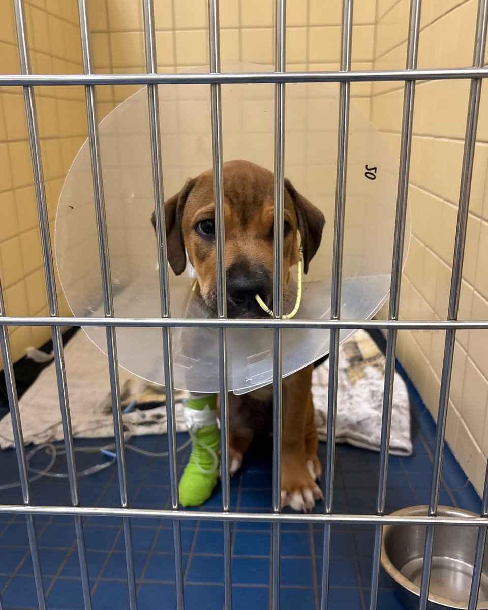 cityoftoronto's tweet photo. 🚨 Urgent foster home needed.

A 13 week old German Shepherd mix puppy is recovering from parvovirus, and he urgently needs a safe, pet-free home where he can continue healing. Could you be the person who helps him get there?

This sweet little guy arrived at Toronto Animal Services as a stray and soon became very sick. Thanks to quick veterinary care, he is making great progress every day and is well on his way to recovery!

He's expected to need a foster home for approximately 1-2 months while he continues to heal. During this time, Toronto Animal Services will provide all veterinary care, medications, supplies, and ongoing support, so there is no cost to the foster caregiver.

Because parvovirus is contagious, there are some important requirements for his foster home:
🐾 No other pets can live in the home.
🐾 He cannot have contact with other dogs during his recovery.
🐾 No dogs should enter the home or yard for several months after his stay due to the virus's ability to survive in the environment.
🐾 Thorough cleaning and disinfection of affected areas will be required, and guidance will be provided.

In return, you'll be giving this resilient puppy exactly what he needs most: a safe, quiet place to recover, grow, and prepare for the bright future he deserves.

If you're able to help or would like to learn more about fostering him, please call the East Shelter at 416-338-PAWS (7297).

Your support could make all the difference for this little guy!