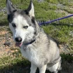 dogs_dc's tweet photo. Wednesday, July 8, 2026

PLEASE🙏 share for:

Prince William County Animal Services Bureau
14807 Bristol Rd.
Manassas, VA  20112

(702) 792-6465

Lola🐾🐾 is a sweet spayed female dog with a bright spirit. 

At 6 years old, she's a calm and well-mannered pup. 
She gets along wonderfully with other dogs, making her a fantastic addition to a family with an existing furry friend or looking for a solo adventure. 

Lola's🐾🐾 story is one of new beginnings. She was brought to us through an owner release, and now she's ready to leave the past behind. 
Imagine cozy evenings on the couch, adventurous walks in the park, and a best friend who is always eager to greet you with a wagging tail. That's Lola🐾🐾! 

She's an incredible girl who will bring endless love and laughter to her new family. 
If you're looking for a devoted and friendly companion, come and meet Lola🐾🐾 today! 
She's waiting to fill your life with happiness and love❤️.
https://t.co/xD6fnN65s4
Adoption hours:
MondayClosed
Tuesday - Friday11:00am - 5:00pm
Saturday10:00am - 4:00pm
SundayNoon - 4:00pm

Always adopt, don’t shop for a dog.🐾🐾

Rescue, Dogs, Rock!🐾🐾

In addition, please have your pets, spayed or neutered!
#adoptme
#rescuedogsrock
#adoptarescuedog
#fosterarescuedog
#fosteringsavesdogslives
#rescueismyfavoritebreed