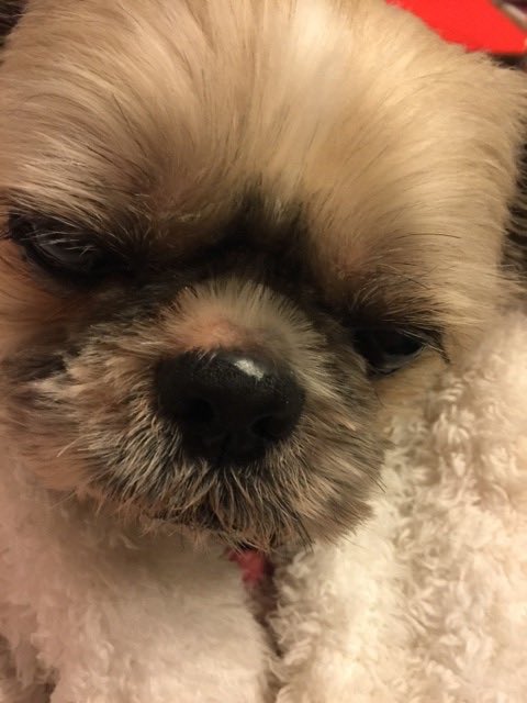 myryoku's tweet photo. おはようございます☀️
リョク45回目の月命日🐶🌈💐

箱根で温泉♨️⤴️と思いましたが

やっぱりおうちにいる☺️
一緒に過ごしたリビングでリョクとの想い出集めをしようかな😍🐶

ね、リョク🐶🌈
#シーズー #秘密結社老犬倶楽部天国支部 #月命日 #最愛の子 https://t.co/yGTxDNqFC2