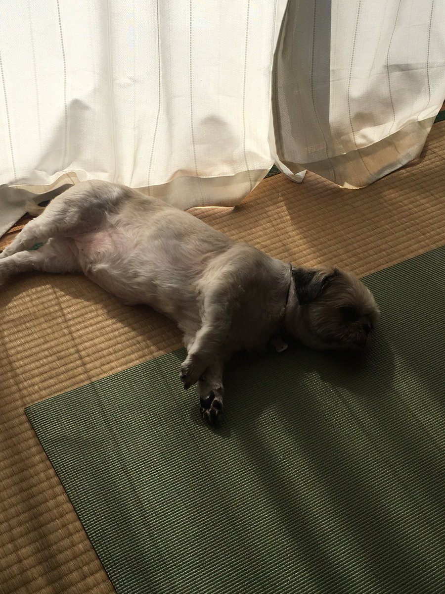 myryoku's tweet photo. おはようございます☀️
リョク45回目の月命日🐶🌈💐

箱根で温泉♨️⤴️と思いましたが

やっぱりおうちにいる☺️
一緒に過ごしたリビングでリョクとの想い出集めをしようかな😍🐶

ね、リョク🐶🌈
#シーズー #秘密結社老犬倶楽部天国支部 #月命日 #最愛の子 https://t.co/yGTxDNqFC2