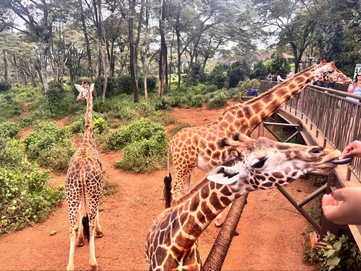 SafariDialysis's tweet photo. The AFEW Giraffe Centre, Lang'ata, Nairobi — founded 1979 to save the Rothschild's giraffe from 130 individuals. Today: 4,000+ in the wild. An unforgettable stop on any Kenya itinerary.
@OmapaliSafaris gets you there — dialysis coordinated, itinerary built, memories guaranteed. https://t.co/JnXWiWr8Q8