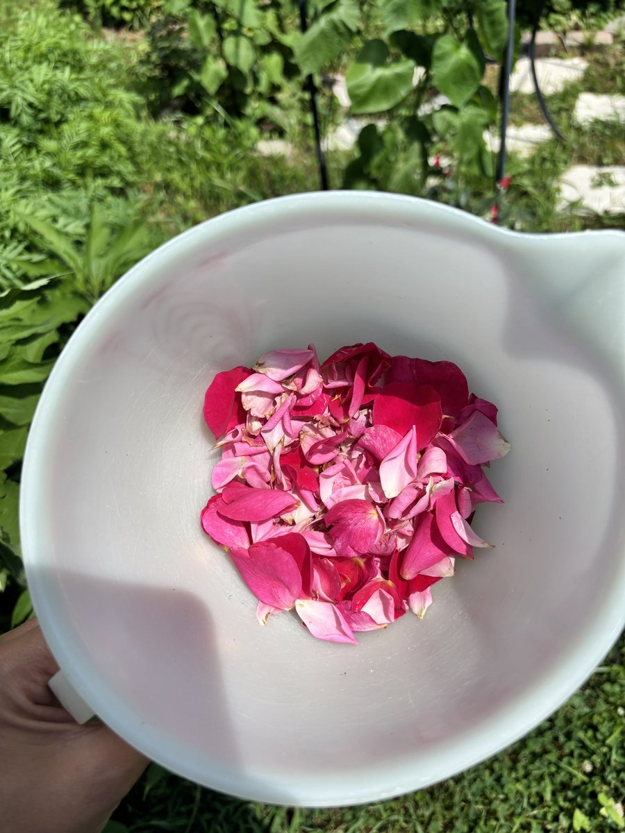 briwhit88's tweet photo. I was inspired to start collecting rose petals to make some jam. I only have a few fairy young rose bushes so it might take a week or more to collect enough (4 cups for the recipe I have). Suppose freezing them in little baggies should work until I have enough 🥰 https://t.co/QNgYREFESO