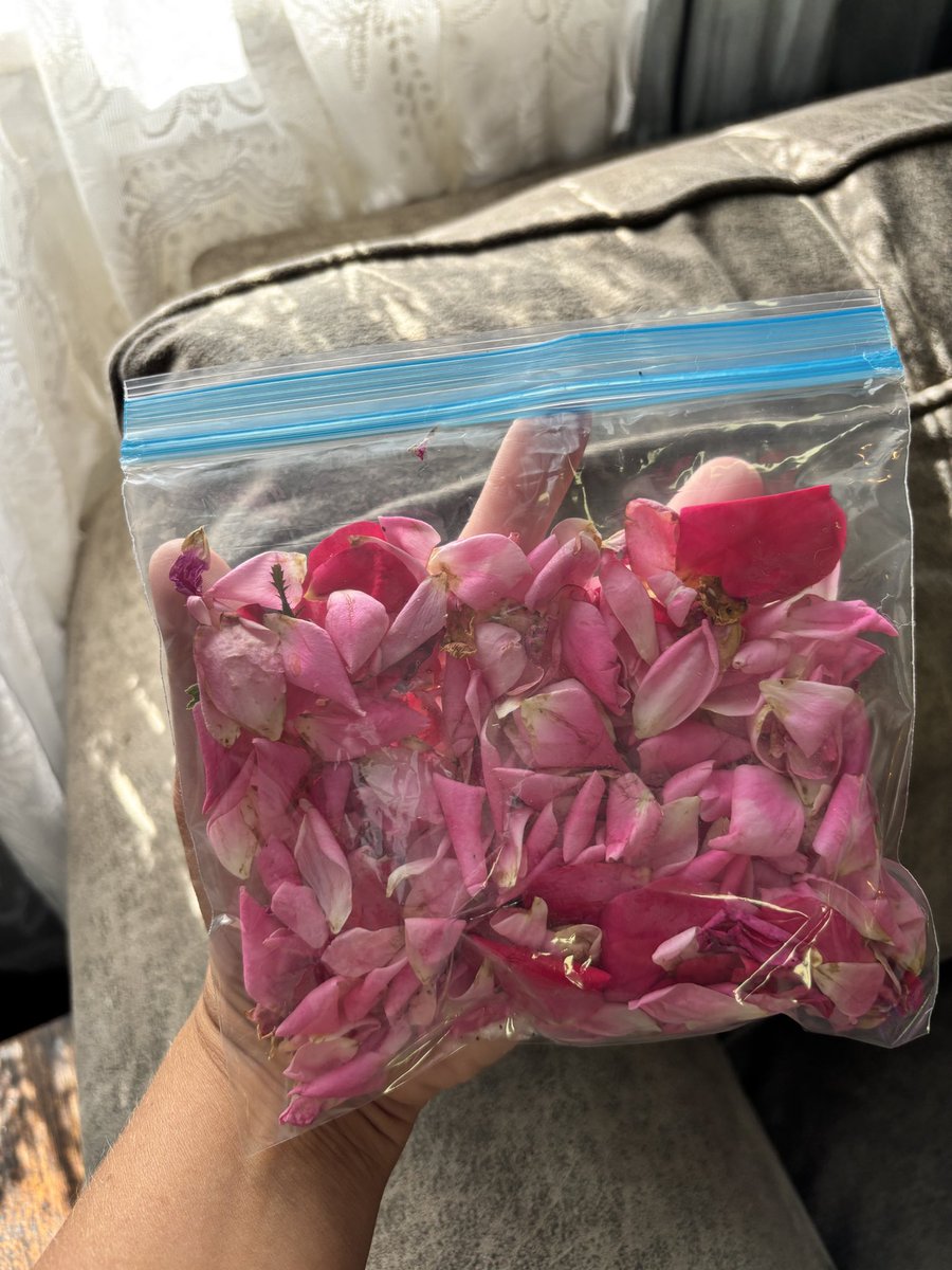 briwhit88's tweet photo. I was inspired to start collecting rose petals to make some jam. I only have a few fairy young rose bushes so it might take a week or more to collect enough (4 cups for the recipe I have). Suppose freezing them in little baggies should work until I have enough 🥰 https://t.co/QNgYREFESO