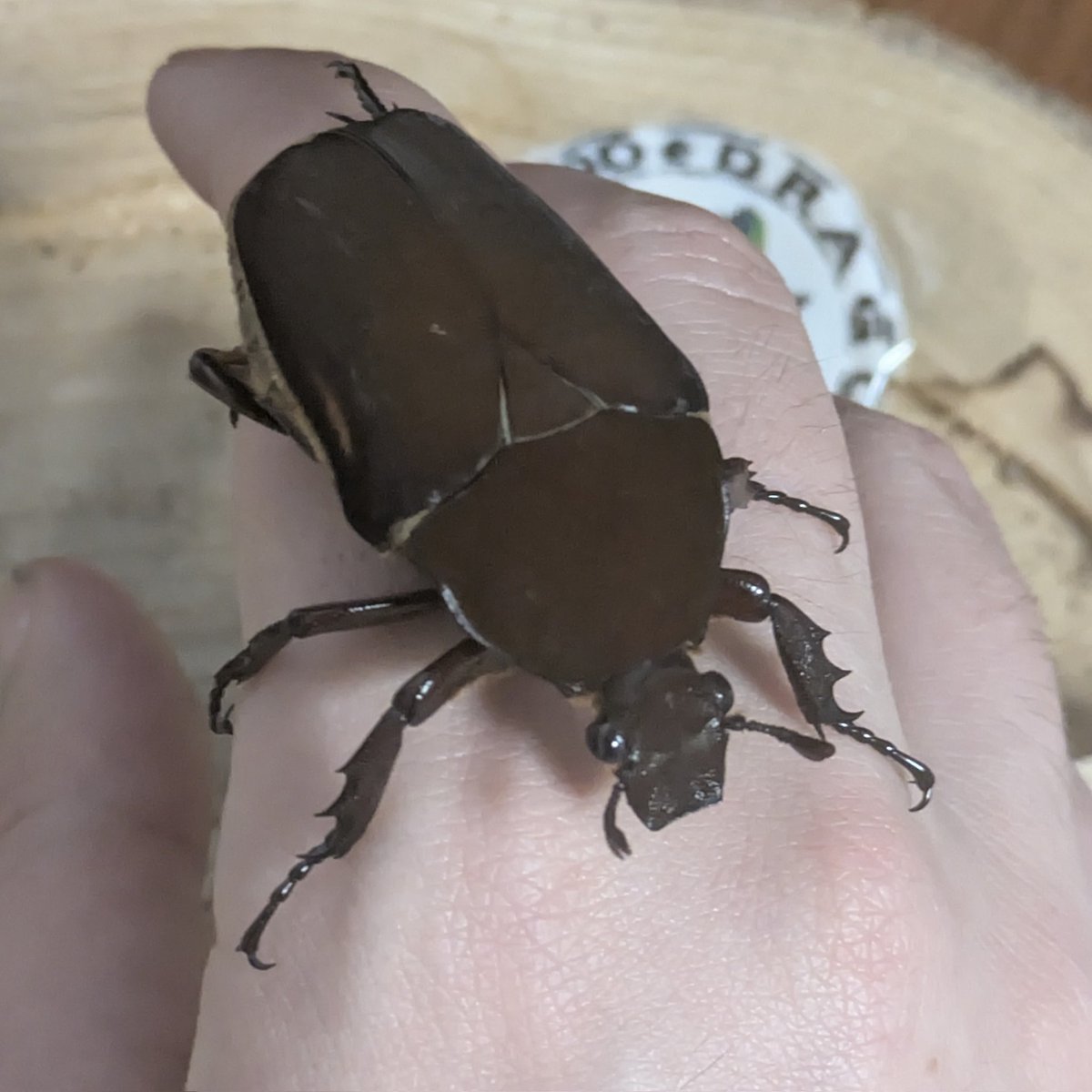 colligocritters's tweet photo. hand-training mocca and she's being super brave.. everyone please tell mocca she's doing a good job! https://t.co/KYhnzdm4iD