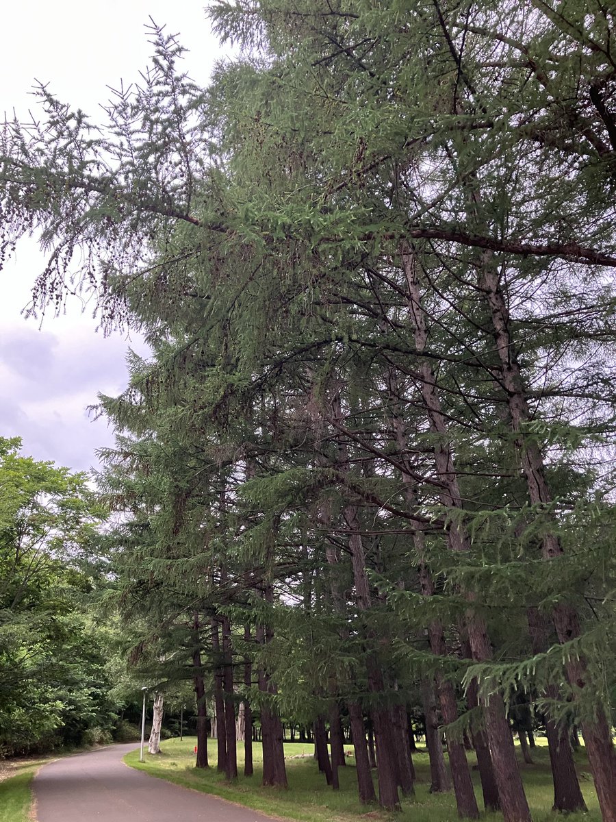 Z6Thc's tweet photo. 今日はこれから雨のようで湿度高く蒸し暑い朝です11km走。公園ではポツポツと降り出して濡れた地面から立ち昇る土の匂いがどこか懐かしい気持ちに誘います。さぁて今日も整いましたよー行きますかー笑。 https://t.co/qlJKUKWZAk