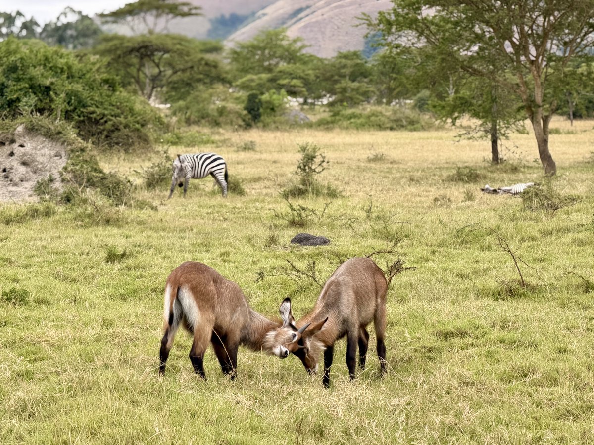 NkofuHunters's tweet photo. No World Cup? No wahala. 🐾 This waterbuck duel is the only “match” showing tonight — front row seats available on our safari drives! Come play with our feelings, we’ll show you Uganda’s wild side. 🇺🇬 Book now → WhatsApp 0754976498| nkofuhunters@outlook.com https://t.co/oGnWpBugez