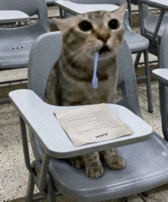 catsbeiingcats's tweet photo. https://t.co/v2Ydx1xQwg