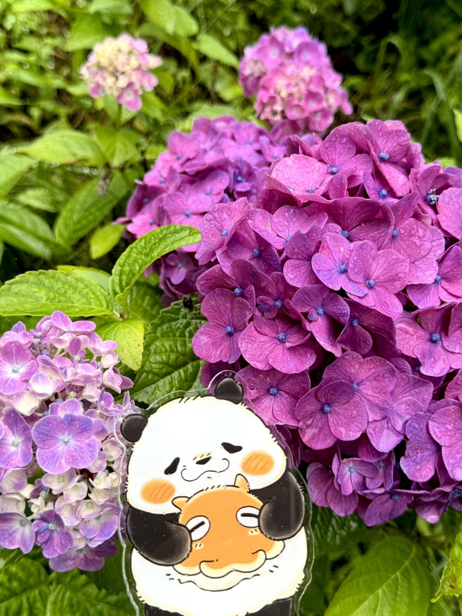 satoroku_18's tweet photo. ☔️

 #ぱんめんといっしょ https://t.co/HEXGcvlmbs