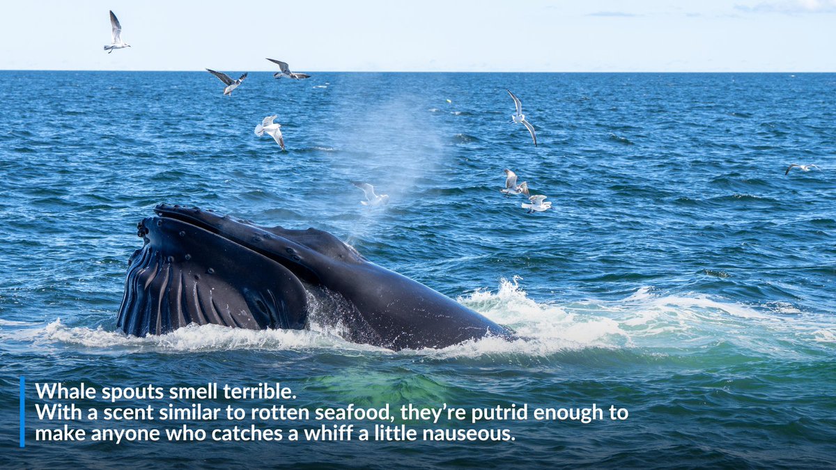 oceana's tweet photo. These ocean facts are hard to believe — but they're true!

👇  Swipe through to learn a few little know facts about our oceans https://t.co/IomjBsCyn5