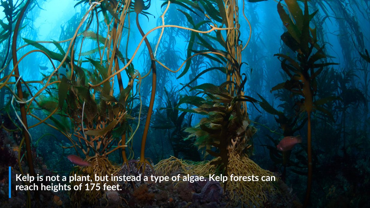 oceana's tweet photo. These ocean facts are hard to believe — but they're true!

👇  Swipe through to learn a few little know facts about our oceans https://t.co/IomjBsCyn5