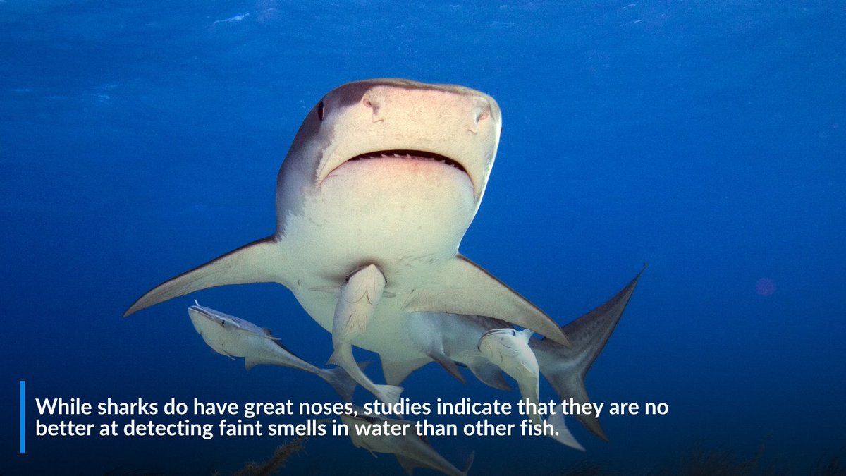 oceana's tweet photo. These ocean facts are hard to believe — but they're true!

👇  Swipe through to learn a few little know facts about our oceans https://t.co/IomjBsCyn5