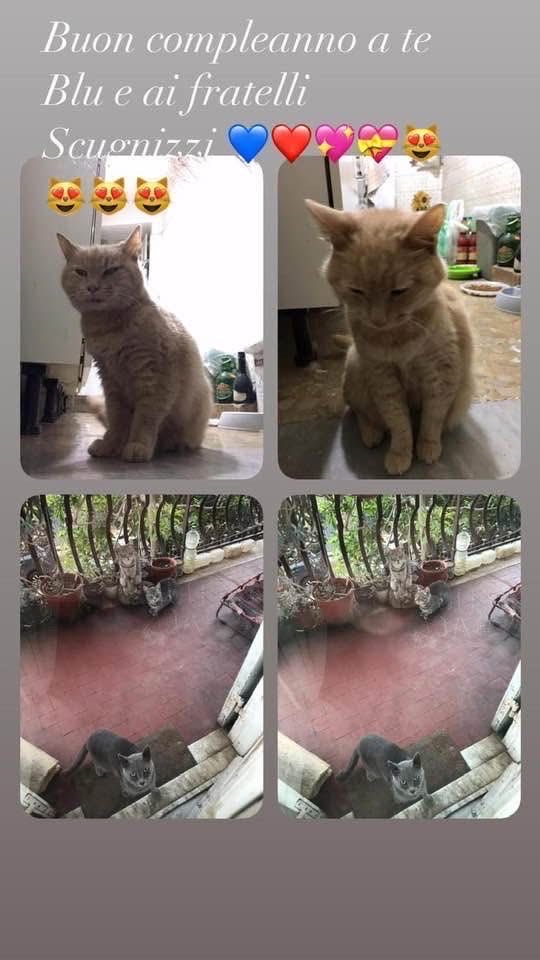 Marziablu8's tweet photo. Buon compleanno a te Blu e ai fratelli Scugnizzi 💙😻❤️😻❤️😻❤️😻🎉🎊🎉🎊🎉🎊🎉🎊🎂🎂🎂🎂👏👏👏👏 https://t.co/yrF404Pibo