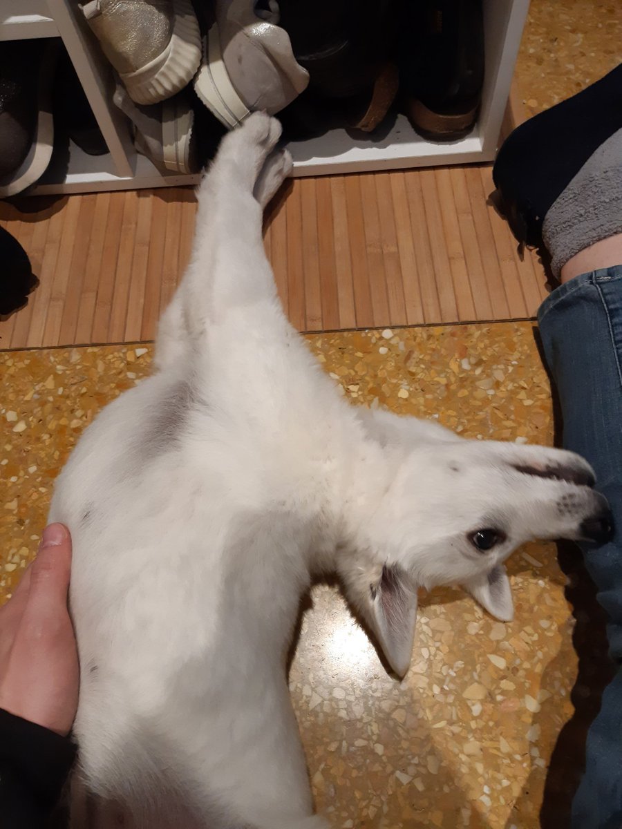 Azure_Sushi's tweet photo. Last baby lupo pic for now, no bones, liquid dog... https://t.co/F0TRjm8qNO