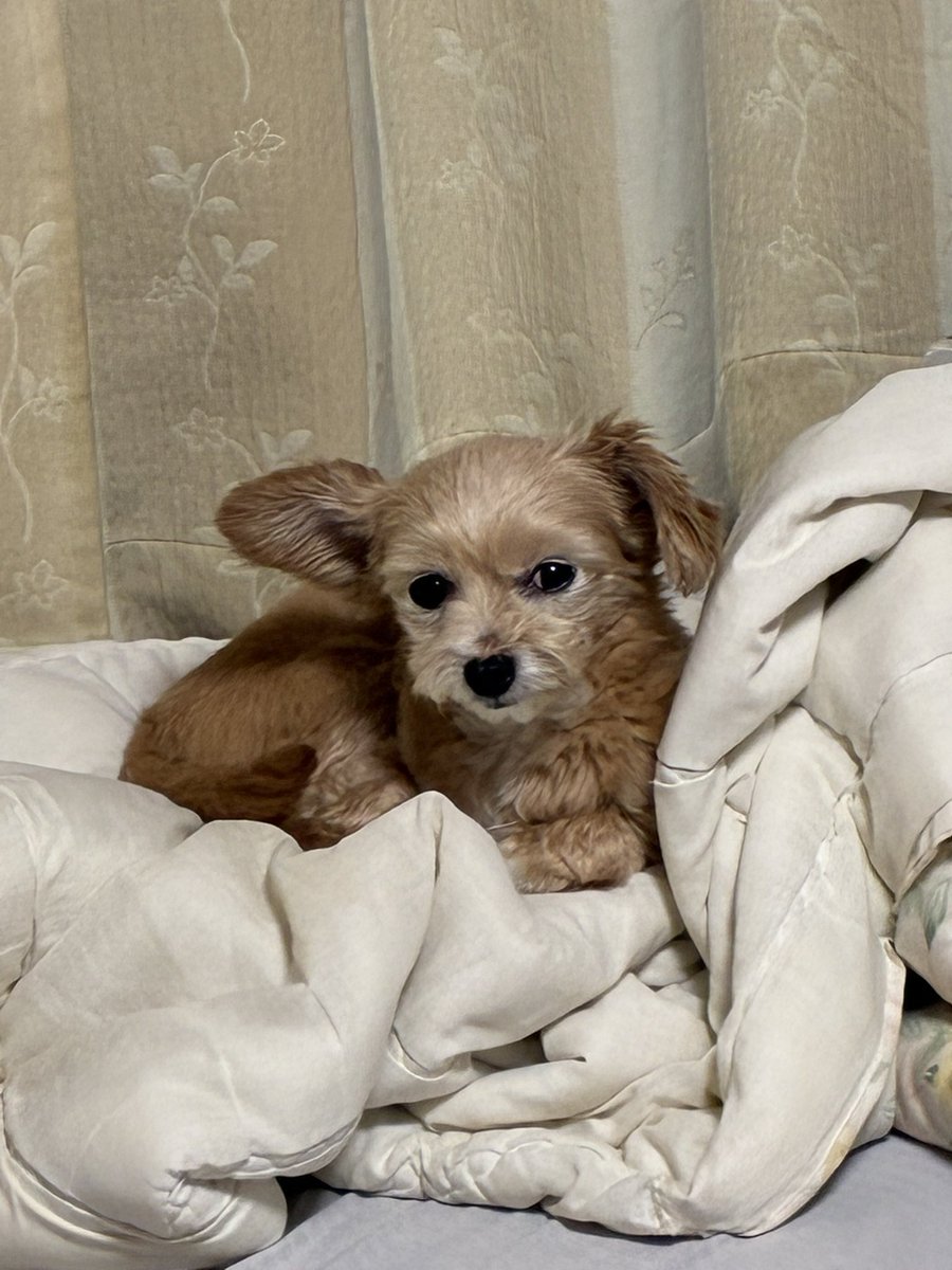 taristt's tweet photo. 今朝の愛犬🌤️きなこ🐶

#きなこ #犬 #チワプー #プーチー #ミックス犬 #愛犬きなこ https://t.co/w8UkAl1eSk