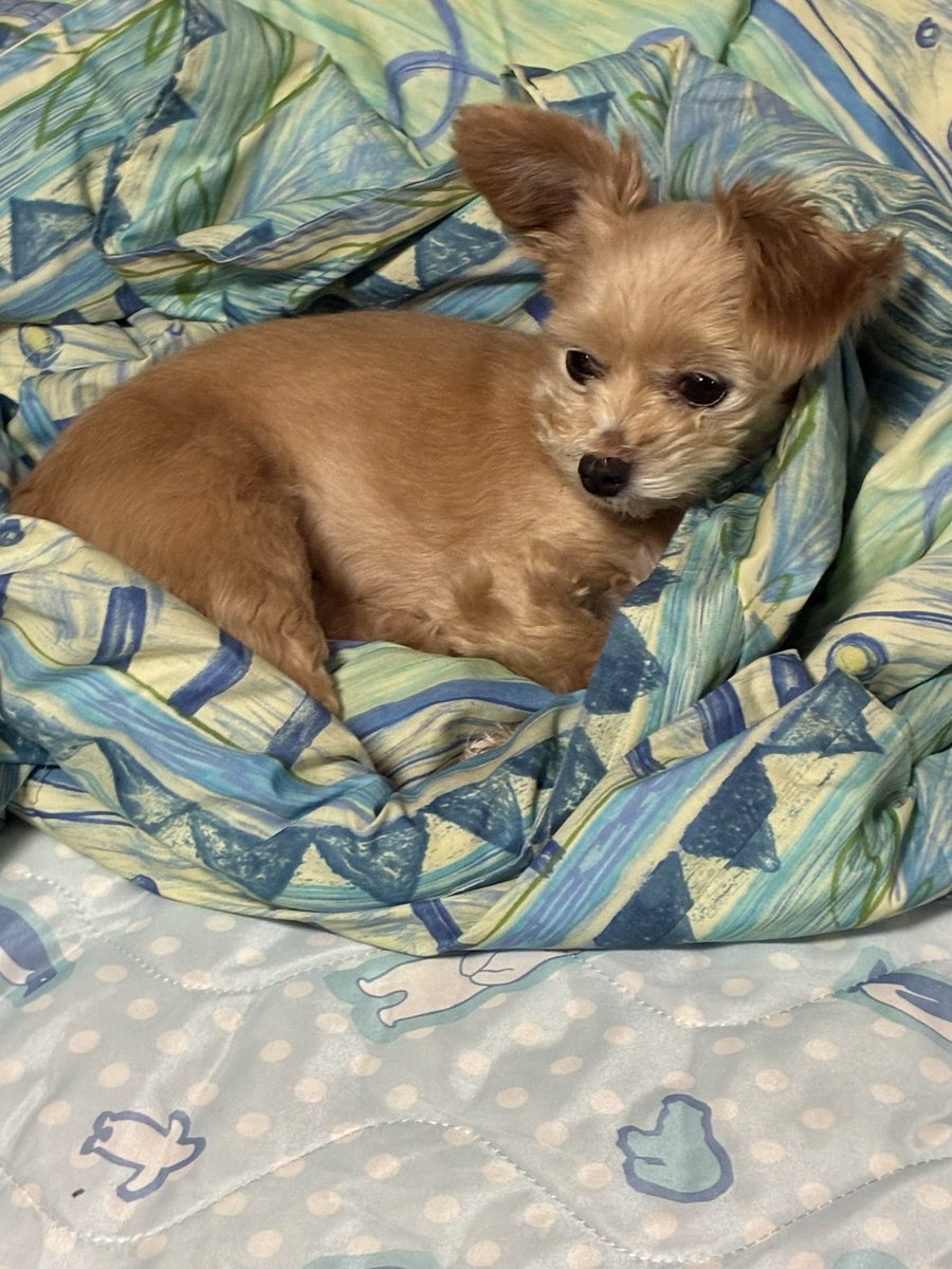 taristt's tweet photo. 今朝の愛犬🌤️きなこ🐶

#きなこ #犬 #チワプー #プーチー #ミックス犬 #愛犬きなこ https://t.co/w8UkAl1eSk
