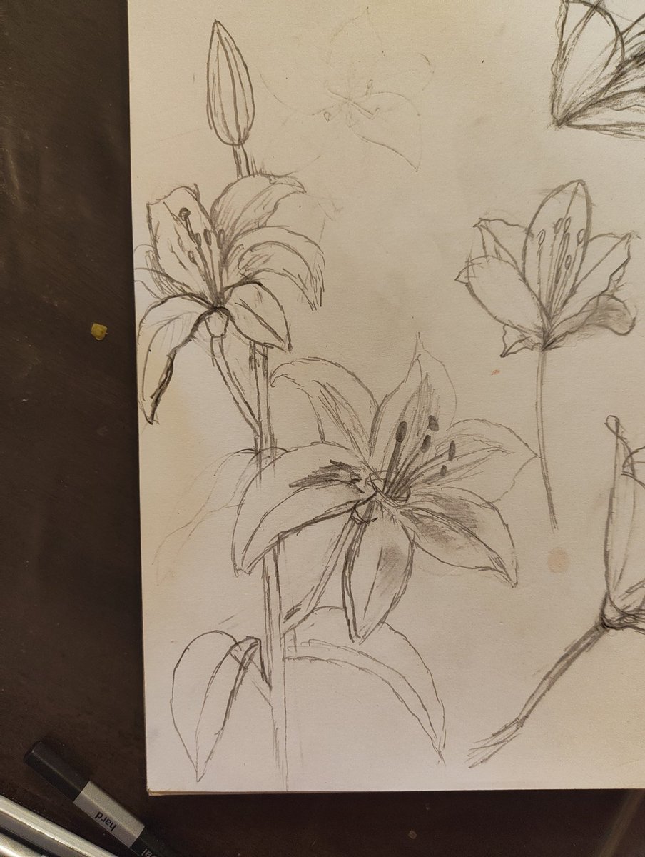 _six_of_stories's tweet photo. I suck at drawing and want to get better so here are some lillies i made today https://t.co/EKfpaCDNxj