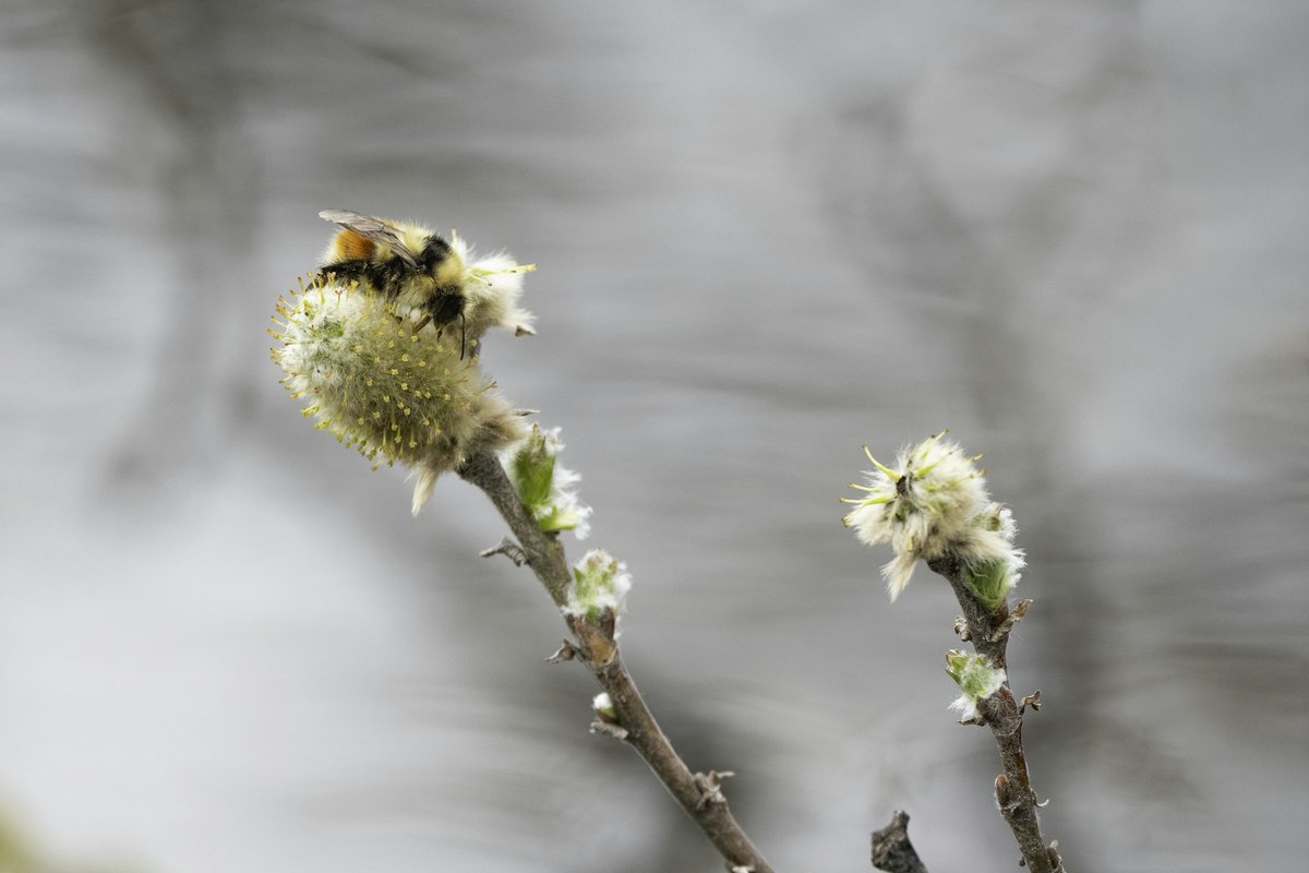 CBG_UofG's tweet photo. Dr. Xin Zhou's team at the University of Guelph is researching plant–pollinator interactions in northern Manitoba, collaborating with the @CentreChurchill They plan on identifying key pollinators and analyze the pollen. 
#SustainTheNorth #Pollinators https://t.co/cZ1HFDn2jG