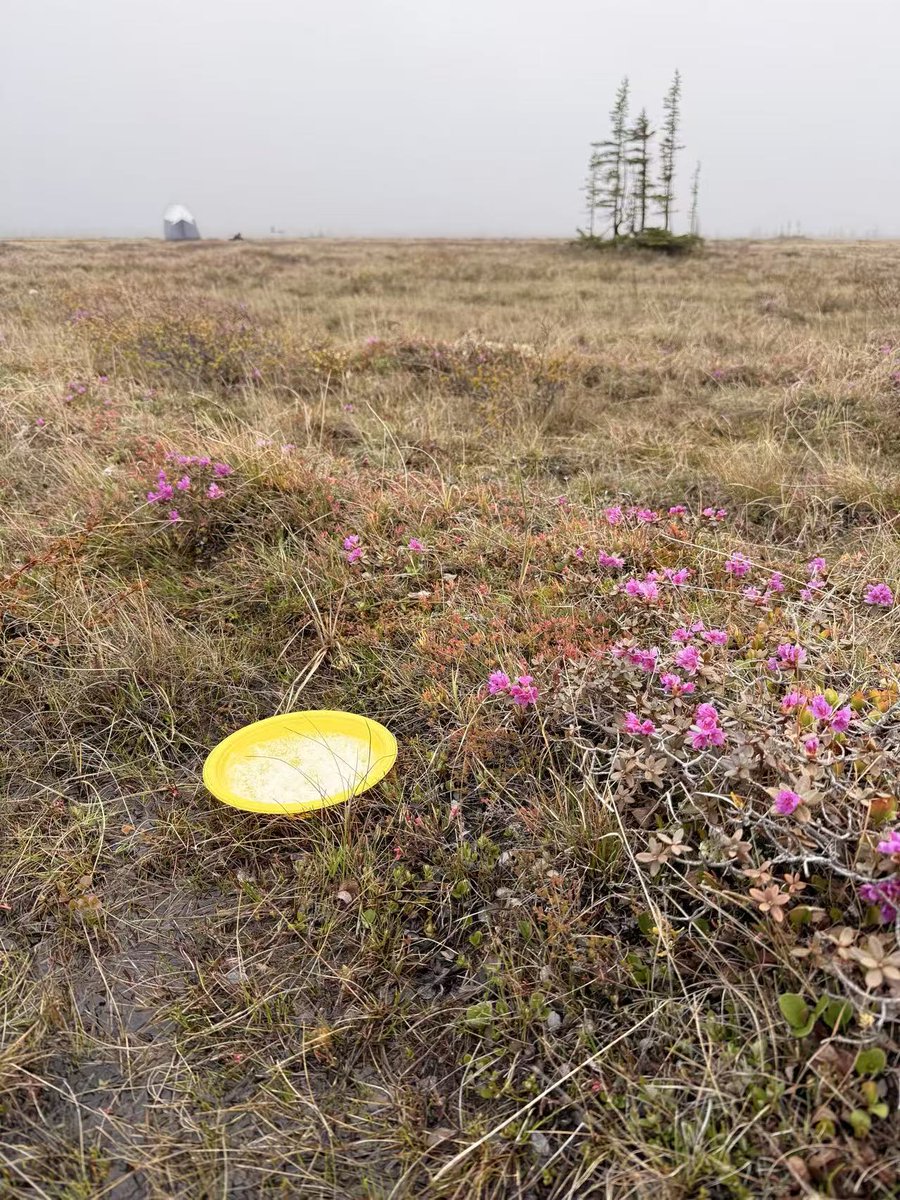 CBG_UofG's tweet photo. Dr. Xin Zhou's team at the University of Guelph is researching plant–pollinator interactions in northern Manitoba, collaborating with the @CentreChurchill They plan on identifying key pollinators and analyze the pollen. 
#SustainTheNorth #Pollinators https://t.co/cZ1HFDn2jG
