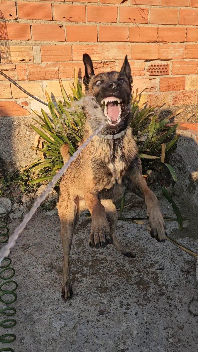 54615588M's tweet photo. Esto es regar las plantas con un malinois https://t.co/HJAyFZ0mOo