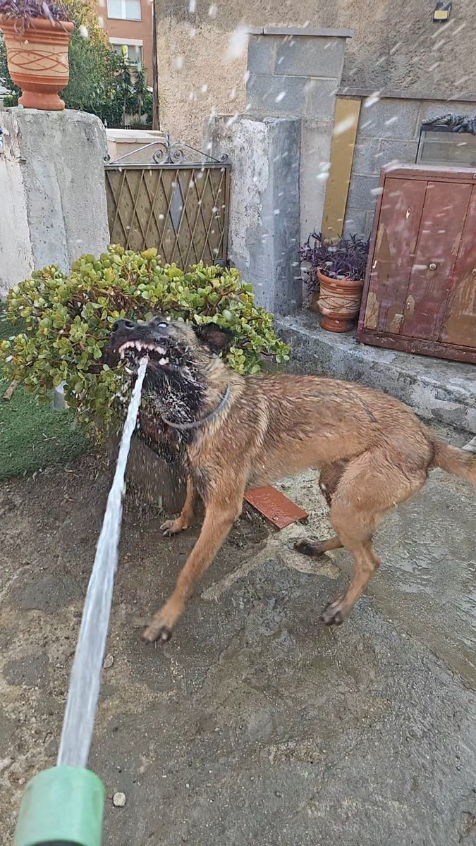 54615588M's tweet photo. Esto es regar las plantas con un malinois https://t.co/HJAyFZ0mOo