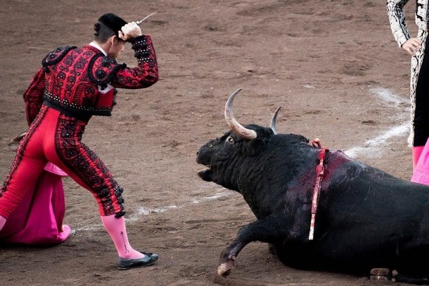 NaturalezaMsto1's tweet photo. Puedes tapear entre risas, bailar, escuchar música, charlar con los amigos, participar en peñas gastronómicas, y un largo etc. ¿De verdad se necesita maltratar y torturar a un toro hasta la muerte para divertirse, en nombre de una tradición bárbara? ¡Hay que reflexionar! https://t.co/aG53wfcQUe
