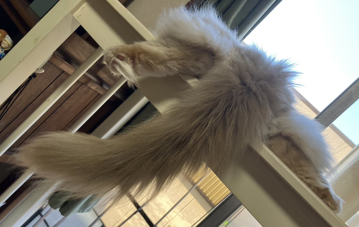 Nyaaas_with's tweet photo. #おもち #サイベリアン #アメリカンカール #保護猫さんと暮らす #猫好き注意 #お猫様1st #ふんふん #きにしない 

今日も��事、左足が落ちているw
ふんふふーん♪

おーもちー、また左足が落ちてるよー
昨日と同じだね、気にしないねー

「きにしないってなに？」 https://t.co/ux8vCmgCDF