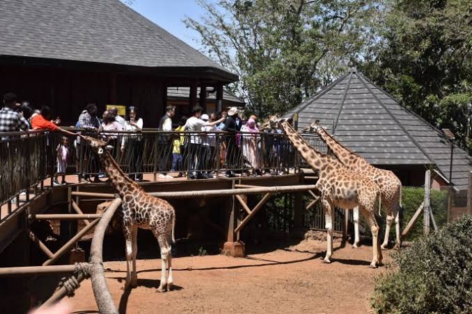 SafariDialysis's tweet photo. El Centro de Jirafas AFEW, en Lang'ata (Nairobi), fue fundado en 1979 para salvar a la jirafa de Rothschild, cuando solo quedaban 130 ejemplares. Hoy, más de 4.000 viven en libertad.
@OmapaliSafaris: Diálisis coordinada, itinerario a medida y recuerdos para toda la vida. https://t.co/tN24zY8Tec