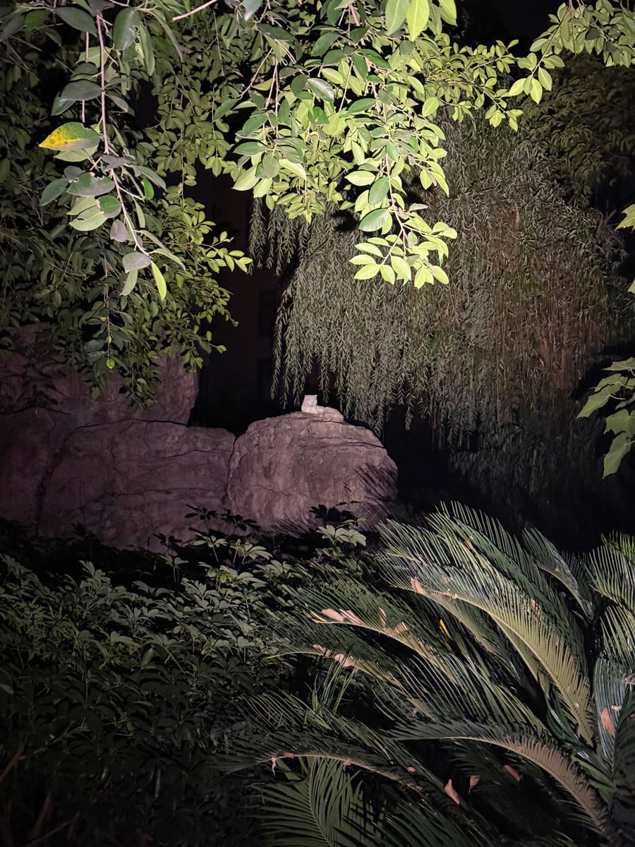 Boooo波妞! tweet media