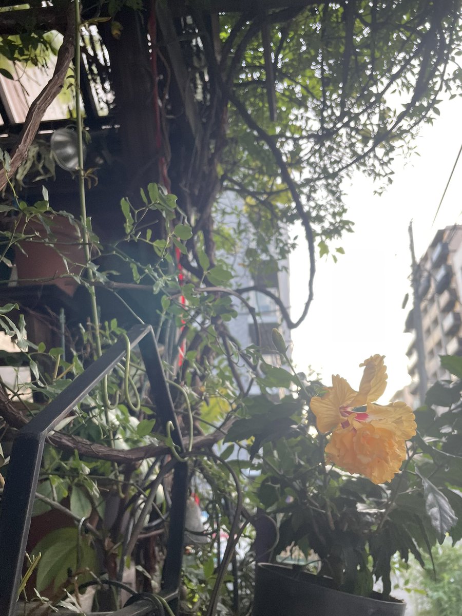 comorebicafe11's tweet photo. カラッとした青空です
気持ちの良い朝。

暑さも出てきて
梅雨は終わりでしょうか。
　　　
西の方は明けた地域もあるそうで
東ももうそろそろですね。

#Comorebicafe
#コモレビカフェ
#早朝オープンカフェコモレビカフェ
#レモネードコモレビカフェ
#お酢レモン
#水分塩分カフェインビタミン補給 https://t.co/AlwKwJM7RP