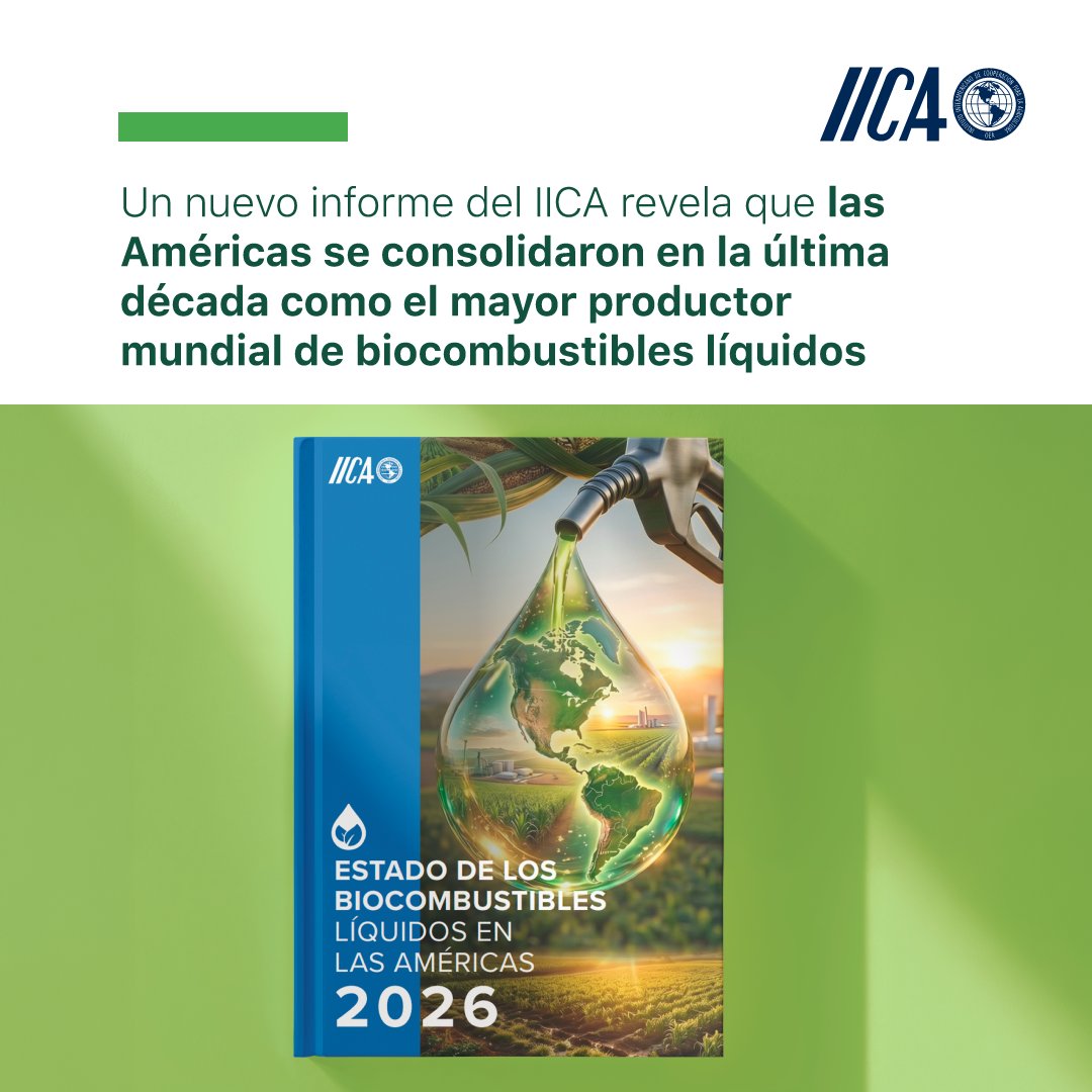 IICAnoticias's tweet photo. 📄 De acuerdo con un nuevo y detallado informe del IICA, el continente americano se consolidó en la última década como el principal productor mundial de biocombustibles líquidos, con más de dos tercios del volumen global total y una participación aún mayor en bioetanol. 🌱

🌎 El documento “Estado de los biocombustibles líquidos en las Américas 2026” precisa que el continente representó en 2025 un 79% de la producción mundial de bioetanol y un 40% de la de biodiésel.

Los biocombustibles líquidos –combustibles renovables producidos principalmente con materias primas provistas, sobre todo, por el sector agropecuario- constituyen una herramienta clave para la transición energética. 💪

Son una alternativa inmediata y sostenible a los combustibles fósiles y están cada vez más afianzados, como lo demuestra el hecho de que su producción mundial haya crecido un 50% en la última década y que el 83% del consumo mundial se lleva a cabo en países o regiones donde se cumplen con estrictos criterios de sostenibilidad. 📈

👉 Ingresa al informe completo en: https://t.co/HcSJif6HBd 

@agustin_torroba 
@_CPBIO 

#InformeIICA #IICA #Biocombustibleslíquidos #Biocombustibles #Descarbonización