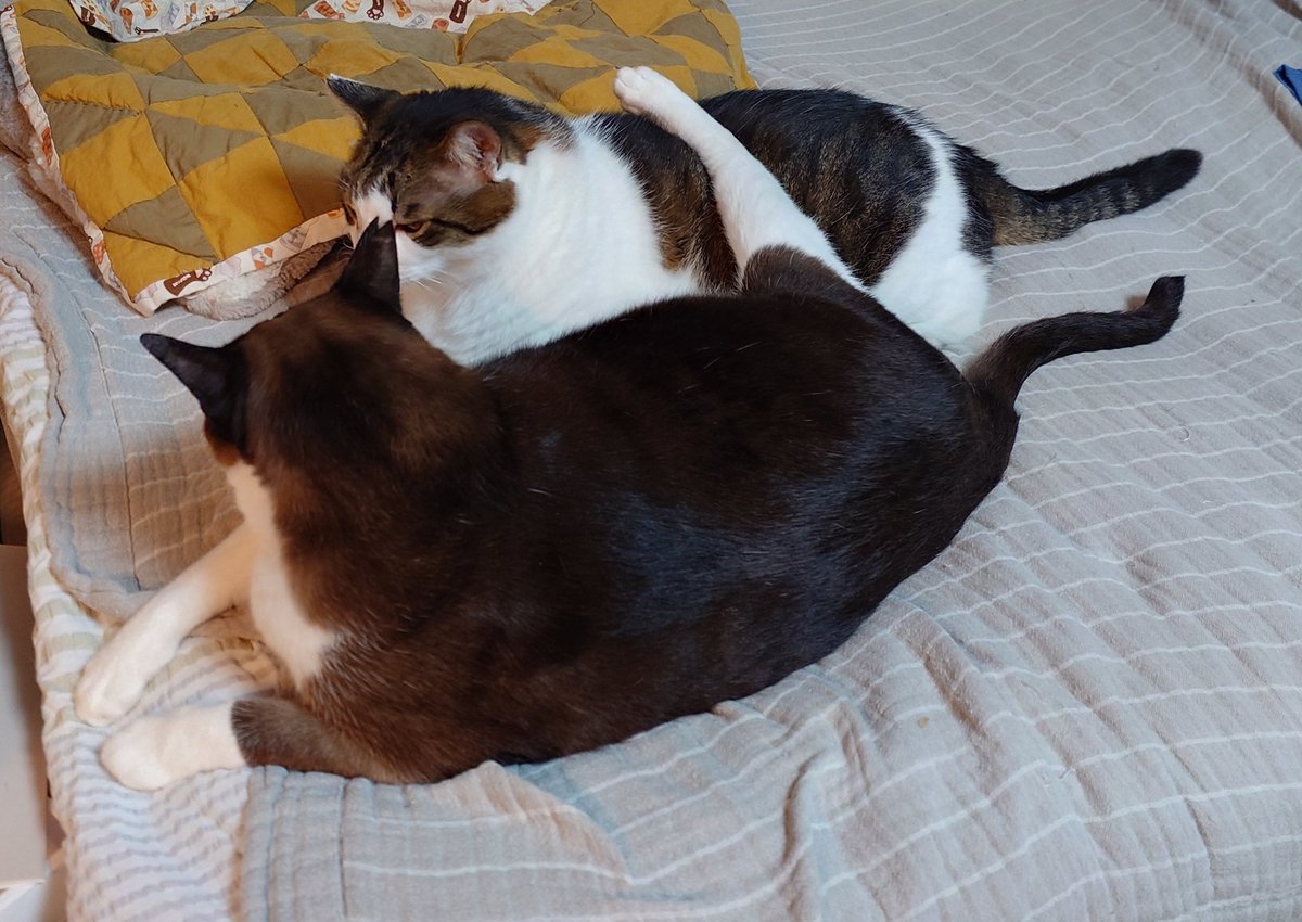 MichiruF's tweet photo. ゴミを出して寝ようかと思ったら、今朝もこれだった。もしかして、福本が新たに編み出した親愛仕草……？　そんなことある……？
#N機関 https://t.co/Hca7638ydF