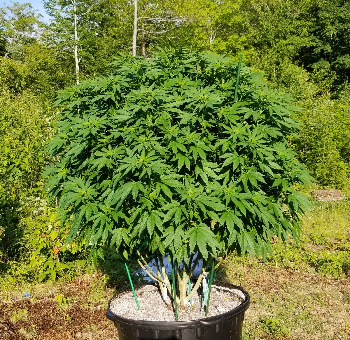 MBreedinger's tweet photo. #Cannabis ♡ https://t.co/O5iB3WOp4v