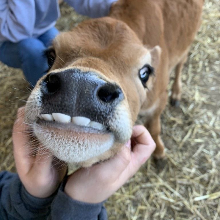 jackwolfecows's tweet photo. https://t.co/lKwnwjQr40