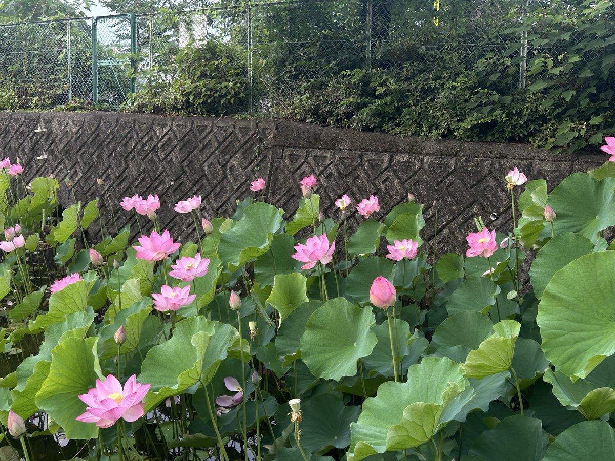 vxqUt9ZWSd48686's tweet photo. 早朝のハスの池 https://t.co/EMButaqWrm