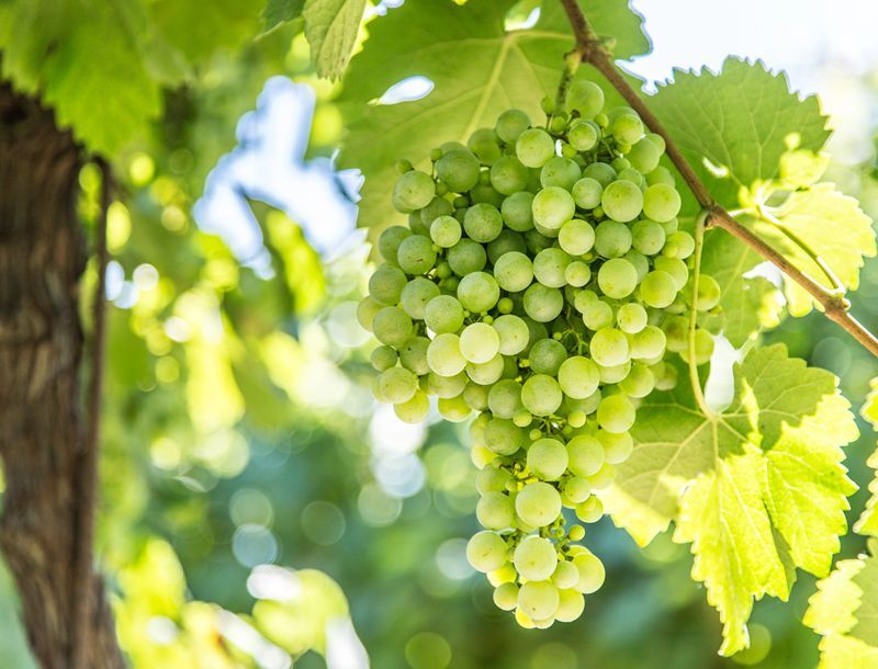 vinetur's tweet photo. Italia pide congelar nuevas plantaciones de viñedo ante una sobreoferta histórica de vino

Las bodegas acumulan 53 millones de hectolitros mientras caen consumo, exportaciones y precios
https://t.co/uTrkgvQwD2 https://t.co/u0mZbgYegO