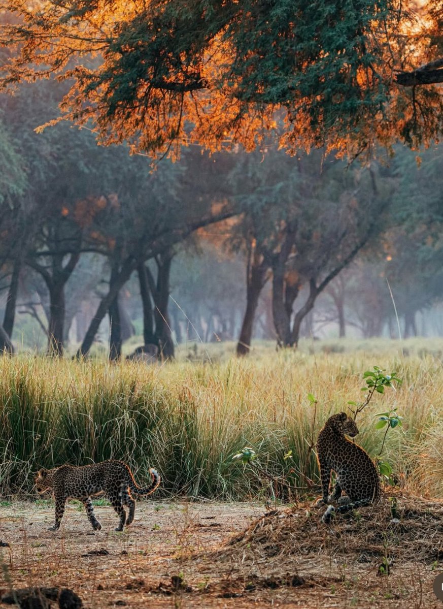 Safari_Captions's tweet photo. Beauty in the wilderness 🌞🍂🐆 https://t.co/oBhg4Cisjr