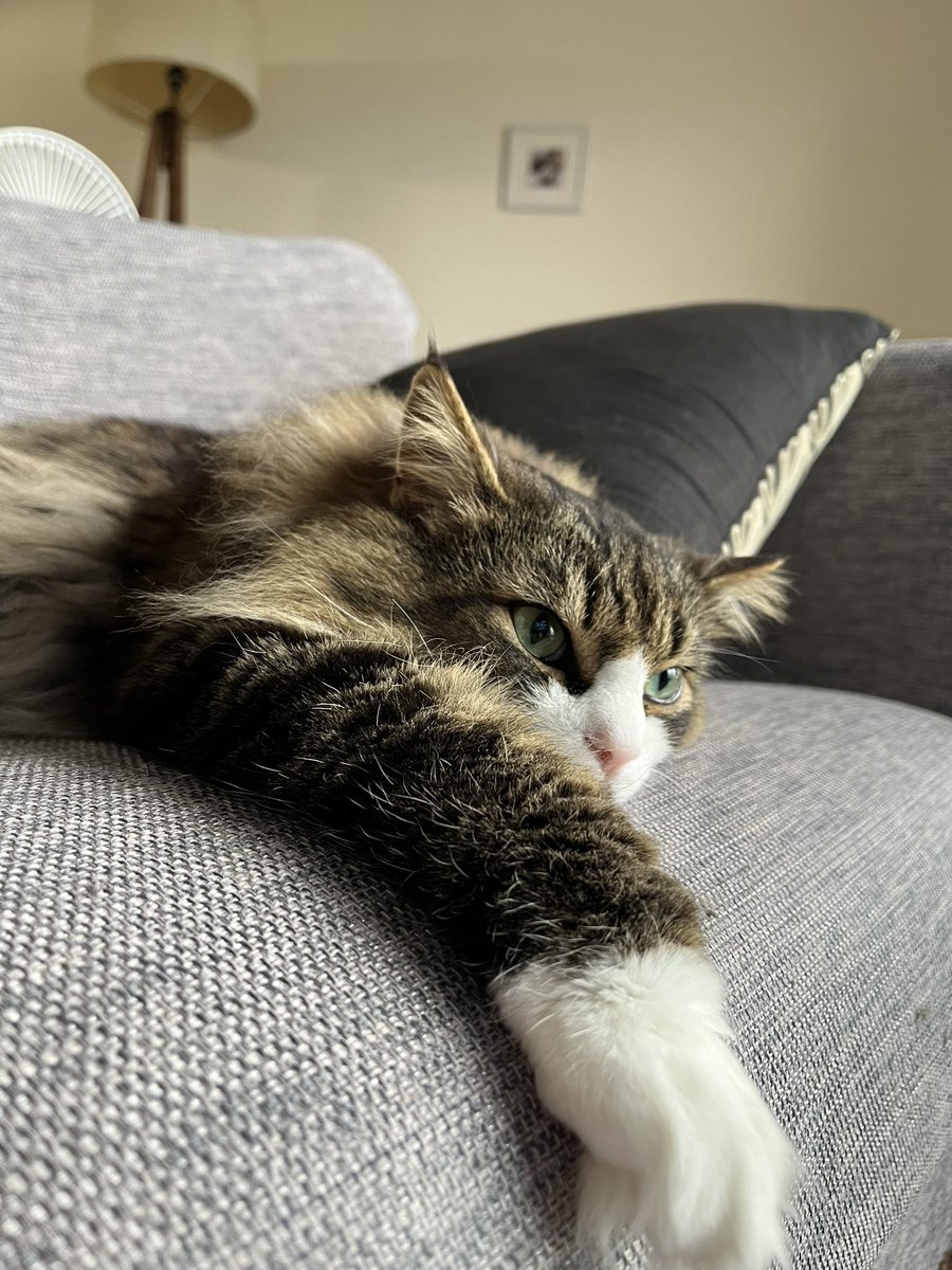 nekomoca tweet picture