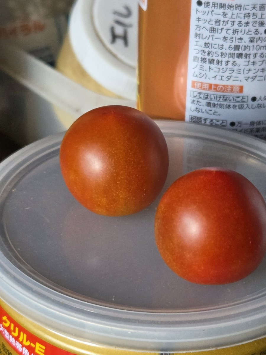 pakatana4go's tweet photo. おはようございます🌞

今年の朝顔、
第一号が咲きました🥰

ミニトマトも次々と収穫出来てます😋

#朝顔
#ミニトマト
#家庭菜園 https://t.co/7dsjpW2hzp
