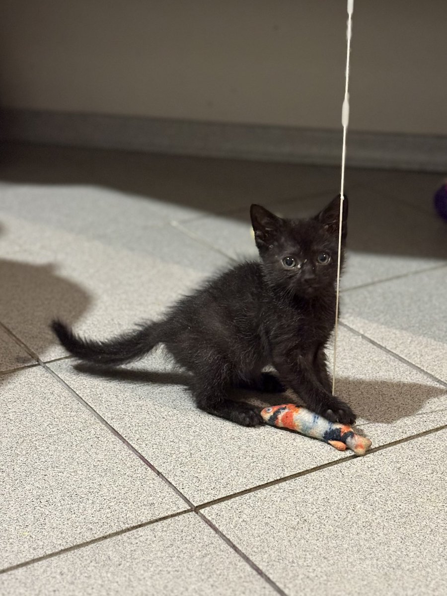ubezh777's tweet photo. Микрон - маленький чёрный котёнок. 
Каждая его чёрная шерстинка заканчивается белым. 💗
Микрон ищет семью, которая пригреет всю его маленькость 🏡
#микрон_убежище
СПб, БФ «Убежище»
+7-906-259-34-88 https://t.co/LW23dceUhu