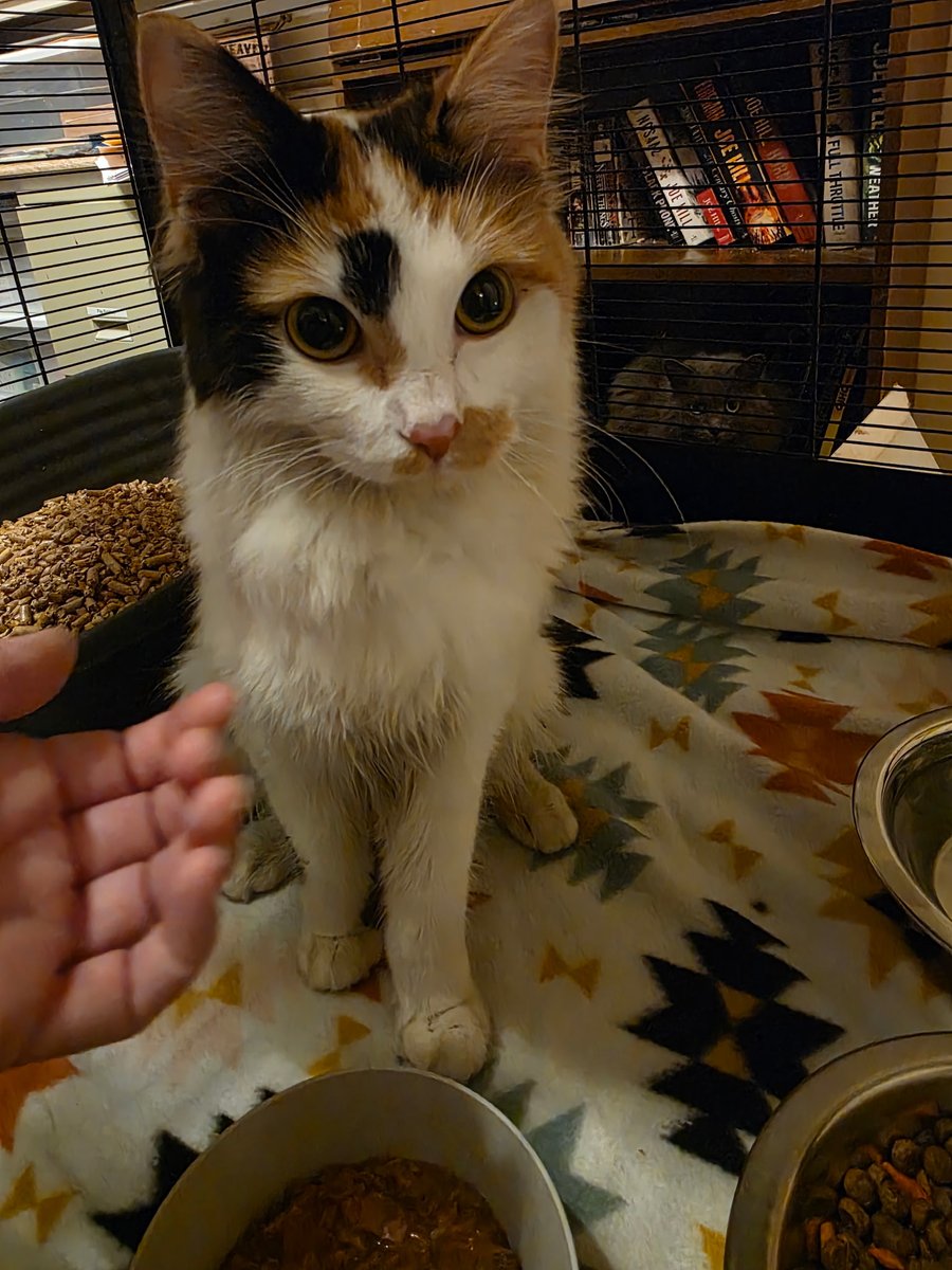 TheReal_MrMeow's tweet photo. A beautiful new girl, Roots (8 month old female Calico), has healed from her spay, and the multiple bite wounds on her back.

Super sweet, craves attention, beautiful golden eyes!

She's now available for adoption at the South Lebanon Ohio PetSmart! https://t.co/ELIil2iExD
